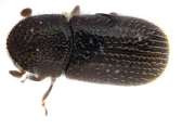 Ptilopodius sp2027_Cangar 13955
