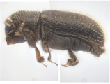 Ptilopodius sp2027_Cangar 13955