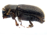 Ptilopodius sp2027_Cangar 13955