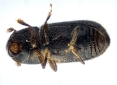 Ptilopodius sp2027_Cangar 13955