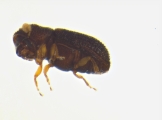 Ptilopodius sp2026_PNG2 12583