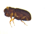 Ptilopodius sp2026_PNG2 12583