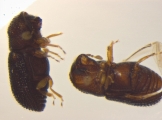Ptilopodius sp2026_PNG2 12583