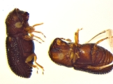 Ptilopodius sp2026_PNG2 12583
