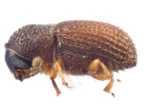 Ptilopodius spp 12727