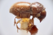 Ptilopodius stephegynis 14931