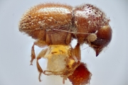 Ptilopodius stephegynis 14931