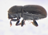 Scolytogenes onyanganus 13670