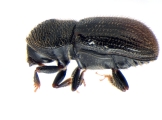 Scolytogenes onyanganus 13670