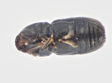 Scolytogenes onyanganus 13670