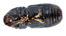 Scolytogenes onyanganus 13670