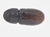 Scolytogenes onyanganus 13670