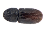Scolytogenes onyanganus 13670