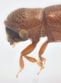 Scolytogenes sp1847_BigEyePNG 13949