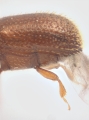 Scolytogenes sp1847_BigEyePNG 13949