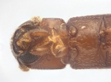 Scolytogenes sp1847_BigEyePNG 13949