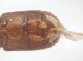 Scolytogenes sp1847_BigEyePNG 13949