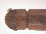 Scolytogenes sp1847_BigEyePNG 13949