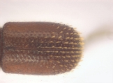 Scolytogenes sp1847_BigEyePNG 13949