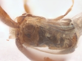 Scolytogenes sp1847_BigEyePNG 13949