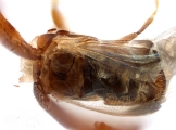 Scolytogenes sp1847_BigEyePNG 13949