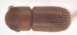 Scolytogenes sp1847_BigEyePNG 13949