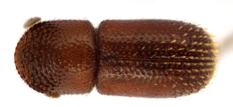 Scolytogenes sp1847_BigEyePNG 13949