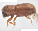 Scolytogenes sp1847_BigEyePNG 13949