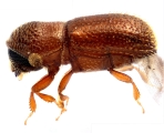 Scolytogenes sp1847_BigEyePNG 13949