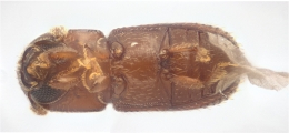 Scolytogenes sp1847_BigEyePNG 13949