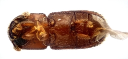 Scolytogenes sp1847_BigEyePNG 13949