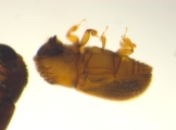 Scolytogenes sp2134_Cangar 14359