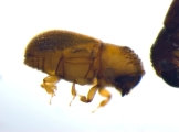 Scolytogenes sp2134_Cangar 14359