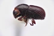 Scolytogenes ater 12255