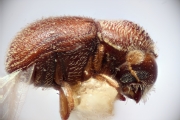 Scolytogenes bangensis 14921