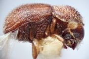Scolytogenes bangensis 14921