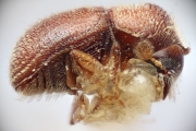 Scolytogenes bangensis 14922