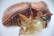 Scolytogenes bangensis 14922