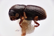 Scolytogenes ceylonensus 12256