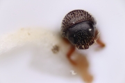Scolytogenes ceylonensus 12256
