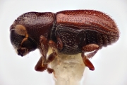 Scolytogenes cicatricosus 12257