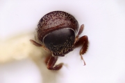 Scolytogenes cicatricosus 12257