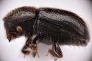 Scolytogenes coccotrypanoides 14752