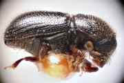 Scolytogenes coccotrypanoides 14923