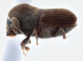 Scolytogenes darwini 12258