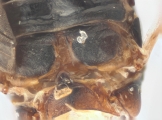Scolytogenes darwini 13710