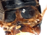 Scolytogenes darwini 13710