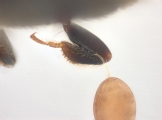 Scolytogenes darwini 13710