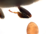 Scolytogenes darwini 13710