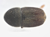 Scolytogenes darwini 13710
